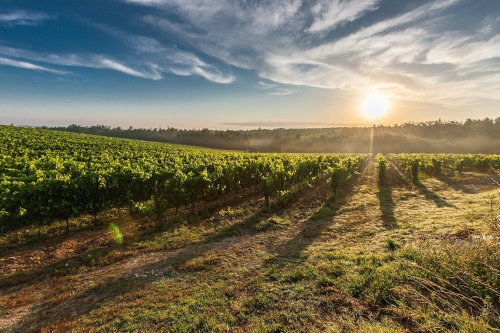 Site internet pour Vignobles loire-atlantique